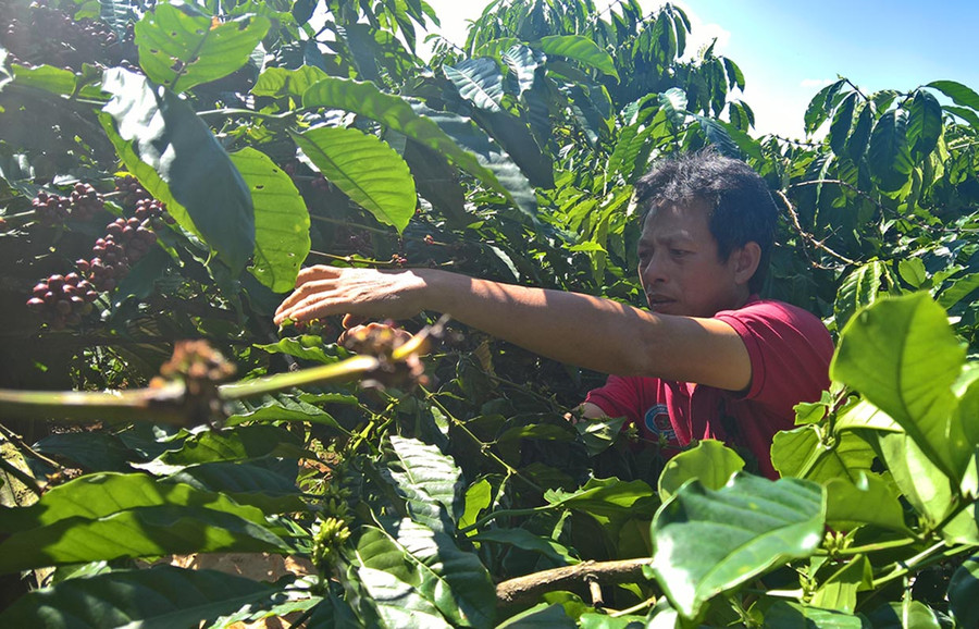 Nông dân trồng cà phê được hướng dẫn kỹ thuật chăm sóc cà phê theo tiêu chuẩn 4C. Ảnh: Hà Duy