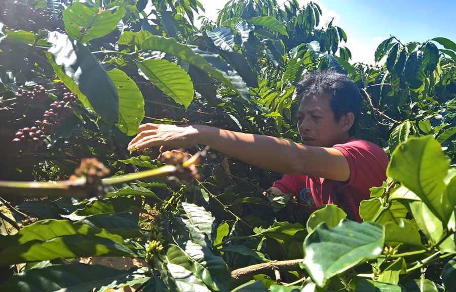 Nông dân trồng cà phê được hướng dẫn kỹ thuật chăm sóc cà phê theo tiêu chuẩn 4C. Ảnh: Hà Duy