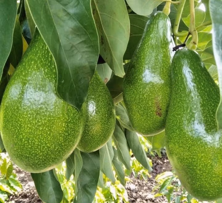 Ảnh hưởng tới phụ nữ mang thai và trẻ nhỏ