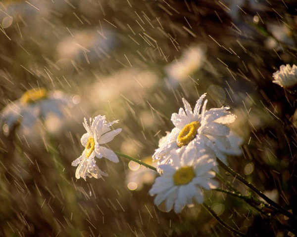 Ảnh minh họa (nguồn: INTERNET)