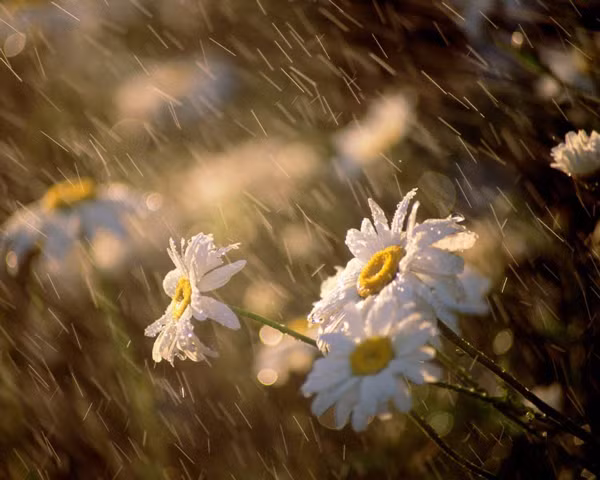 Ảnh minh họa (nguồn: INTERNET)