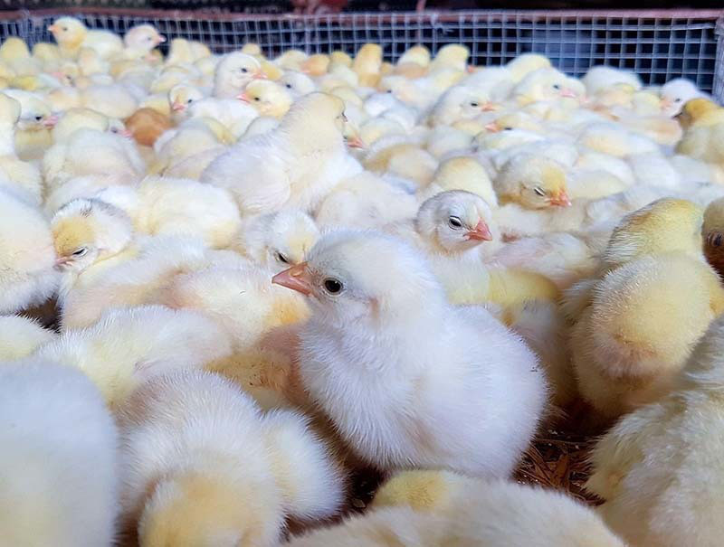 Mỗi tháng anh Bình xuất bán hàng chục nghìn con gà giống