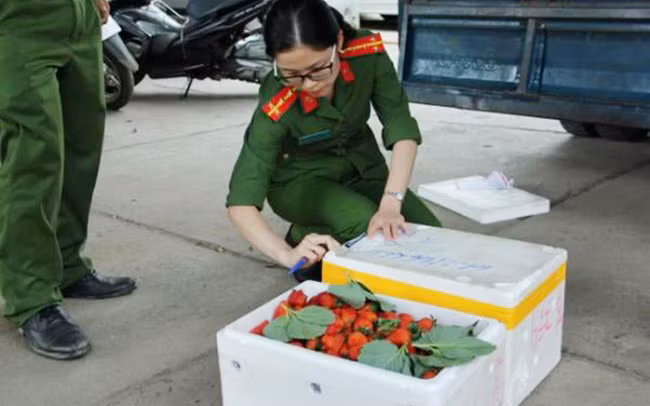 Công an huyện Đức Trọng thu giữ nhiều tấn dâu tây chuẩn bị được đưa lên Đà Lạt tiêu thụ.