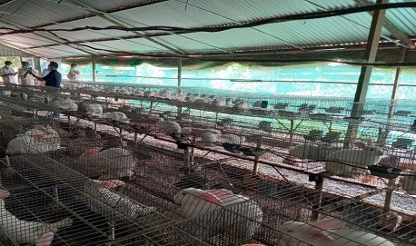 Nuôi thỏ trong lồng, mỗi năm mang về cho anh Tấn gần 300 triệu đồng. Nuôi thỏ trong lồng, mỗi năm mang về cho anh Tấn gần 300 triệu đồng.