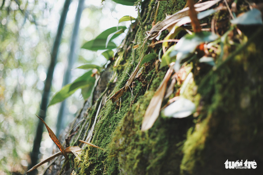 Trầm trồ trước thảm thực vật còn nguyên sơ - Ảnh: MAI THƯƠNG