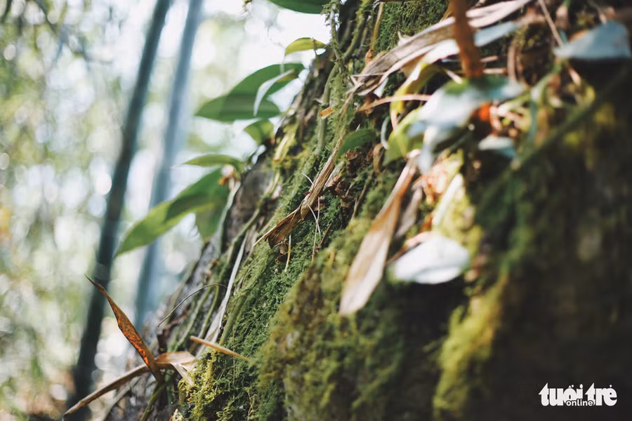 Trầm trồ trước thảm thực vật còn nguyên sơ - Ảnh: MAI THƯƠNG