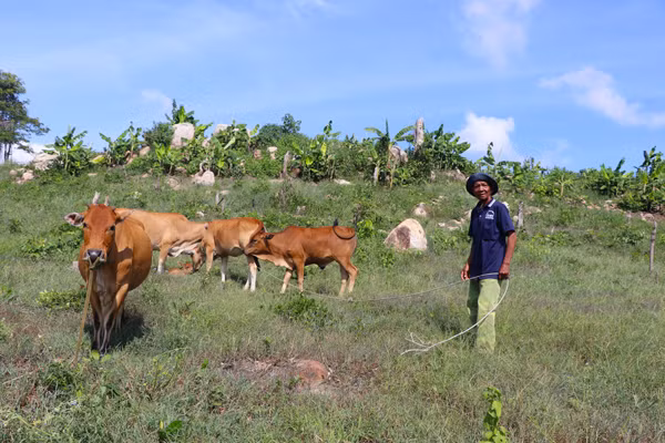 Ông Đinh Tang (người có công ở xã Kông Yang, huyện Kông Chro) được hỗ trợ bò để phát triển kinh tế, ổn định cuộc sống. Ảnh: An Phát 