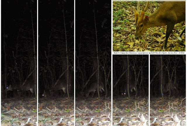 Mang lớn. (Copyright of Leibniz-IZW, Bidoup Nui Ba NP, and SIE; Dự án JICA-SNRM)