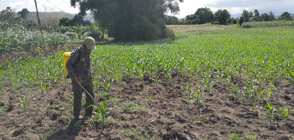 Nông dân huyện Kbang phun thuốc phòng trừ sâu keo mùa thu. Ảnh: L.N