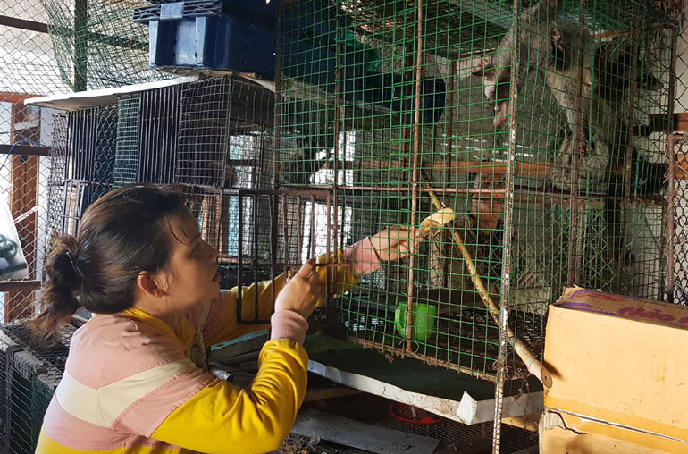 Một hộ nuôi chồn hương tại xã Xuân Sơn Bắc, huyện Đồng Xuân, tỉnh Phú Yên. Ảnh: NGÔ XUÂN Một hộ nuôi chồn hương tại xã Xuân Sơn Bắc, huyện Đồng Xuân, tỉnh Phú Yên. Ảnh: NGÔ XUÂN