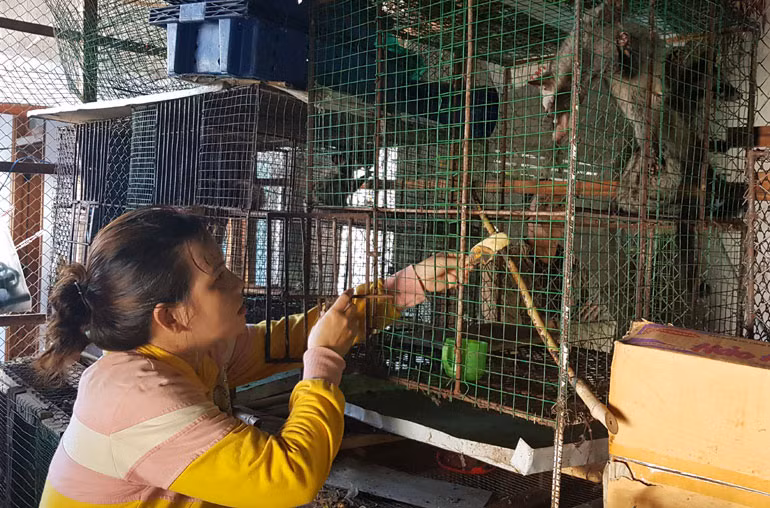 Một hộ nuôi chồn hương tại xã Xuân Sơn Bắc, huyện Đồng Xuân, tỉnh Phú Yên. Ảnh: NGÔ XUÂN