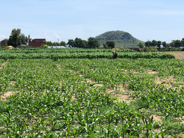 Người dân phun thuốc phòng trừ sâu keo mùa thu hại bắp. Ảnh: L.N