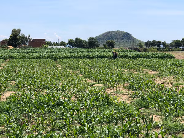 Người dân phun thuốc phòng trừ sâu keo mùa thu hại bắp. Ảnh: L.N