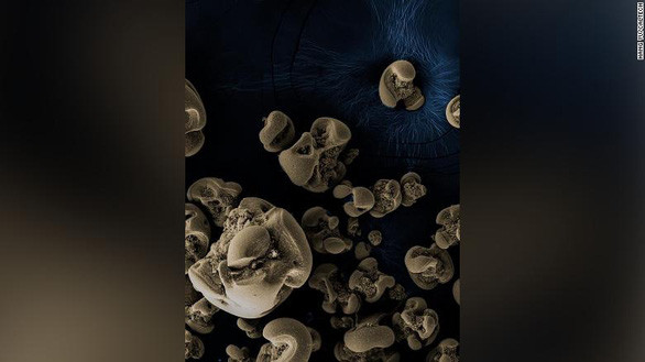 Các nốt oxit mangan được các vi khuẩn tạo ra được nhóm khoa học gia phát hiện - Ảnh: HANG YU/CALTECH