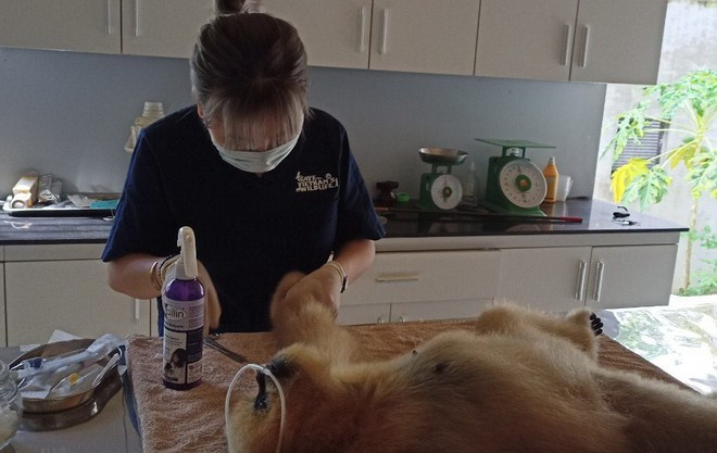 Bác sĩ Trung tâm cứu hộ động vật hoang dã Pù Mát đang cứu chữa một con thú bị thương. Ảnh: K.HOAN