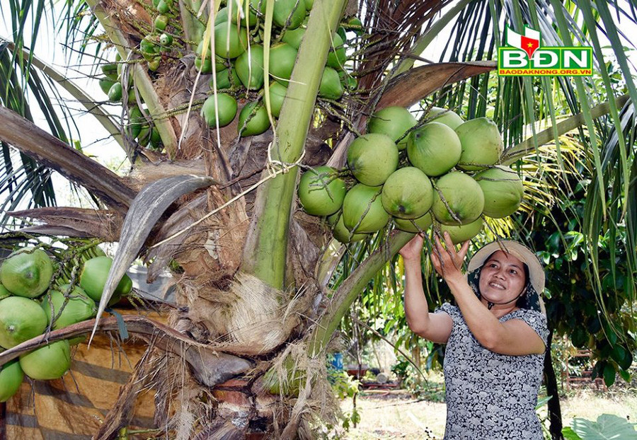 Có hơn 20 loại cây trái quanh nhà, trong đó có dừa xiêm xanh lùn là nguồn cung cấp thực phẩm sạch cho gia đình bà Hiền.