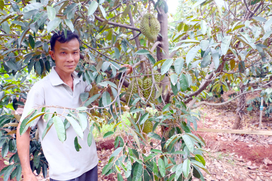 Vườn sầu riêng của gia đình ông Hanh cũng trĩu quả dù mới bước vào thu hoạch bói Ảnh: QUANG TẤN 