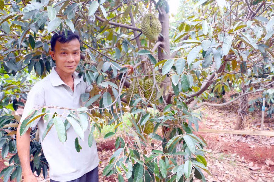 Vườn sầu riêng của gia đình ông Hanh cũng trĩu quả dù mới bước vào thu hoạch bói Ảnh: QUANG TẤN 