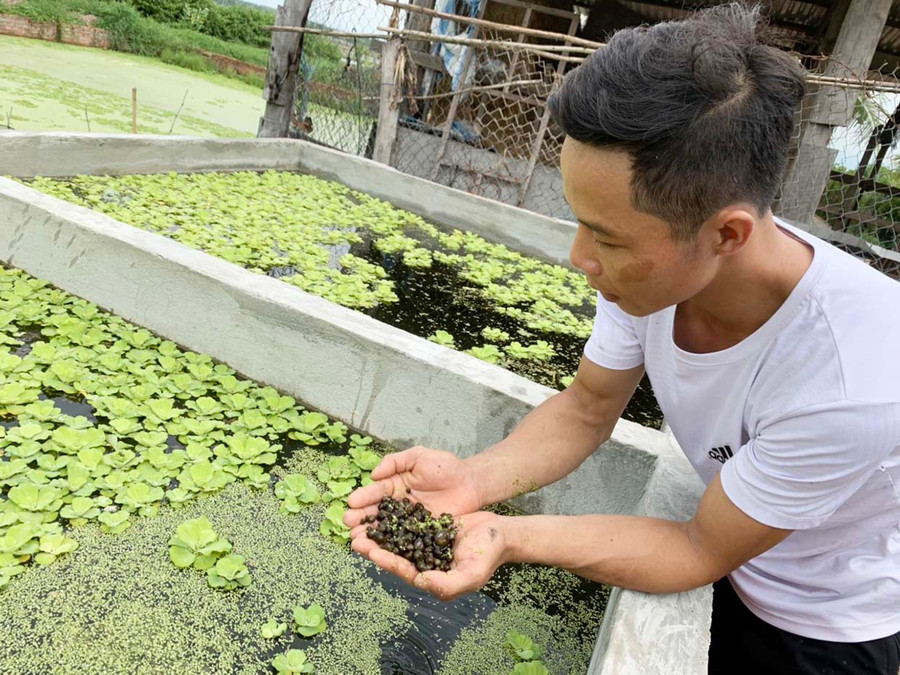 Anh Nguyễn Thành Luân (thôn 1, xã Pờ Tó, huyện Ia Pa) kiểm tra ốc giống. Ảnh: V.C Anh Nguyễn Thành Luân (thôn 1, xã Pờ Tó, huyện Ia Pa) đầu tư gần 2.000 m2 nuôi ốc bươu đen. Ảnh: V.C
