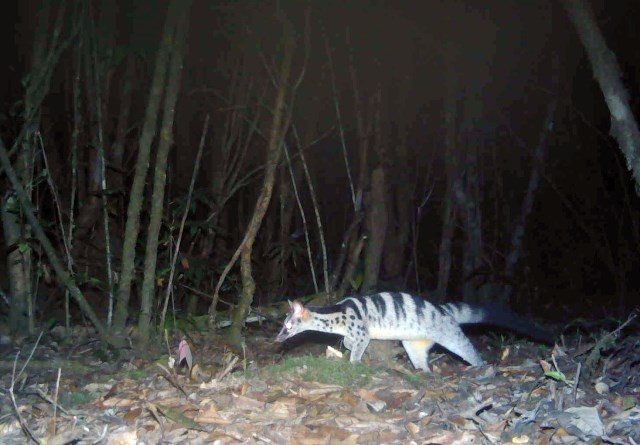 Cầy vằn. (Copyright of Leibniz-IZW, Bidoup Nui Ba NP, and SIE)