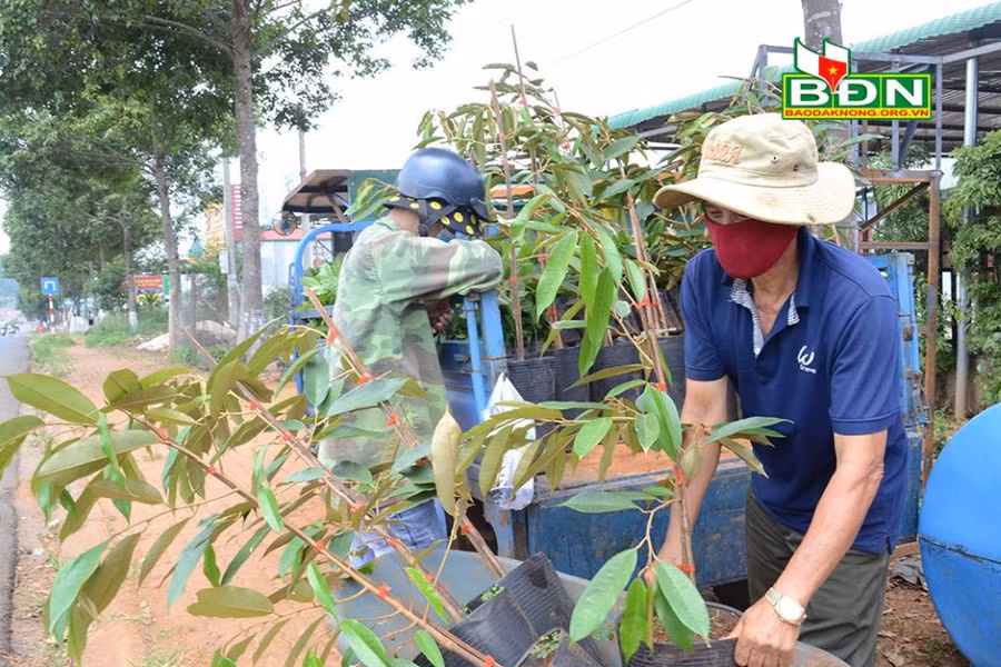 Người dân không nên tăng mạnh diện tích trồng bơ, trồng sầu riêng...