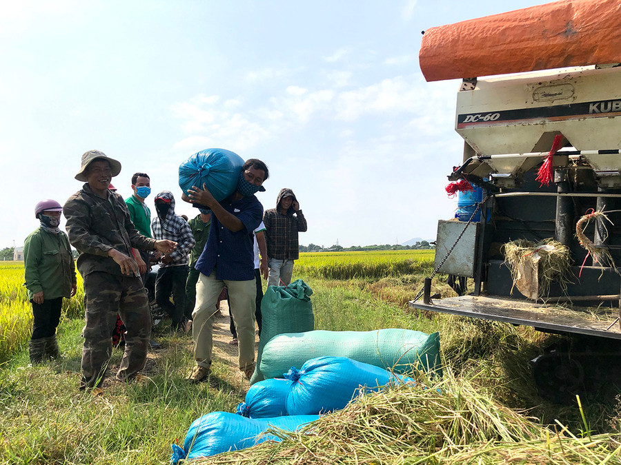Xây dựng thành công nhãn hiệu chứng nhận "Gạo Phú Thiện" đã góp phần cải thiện thu nhập cho người trồng lúa huyện Phú Thiện, thúc đẩy kinh tế địa phương phát triển bền vững. Ảnh: Ngọc Thu Xây dựng thành công nhãn hiệu chứng nhận Gạo Phú Thiện đã góp phần cải thiện thu nhập cho người trồng lúa huyện Phú Thiện, thúc đẩy kinh tế địa phương phát triển bền vững