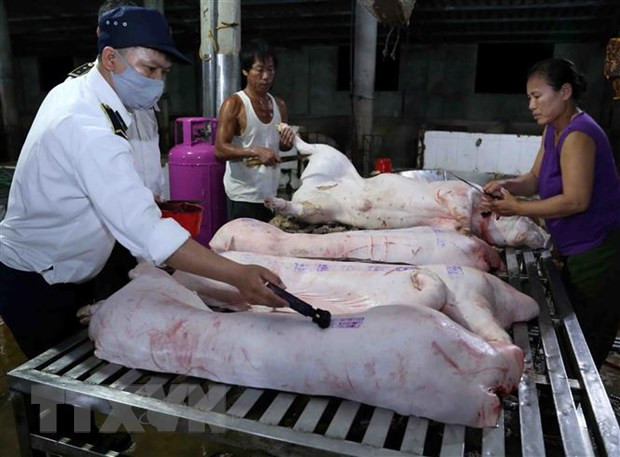  Nhân viên Thú y kiểm tra, đóng dấu kiểm dịch an toàn vệ sinh thực phẩm lên sản phẩm thịt lợn. (Ảnh: Vũ Sinh/TTXVN)