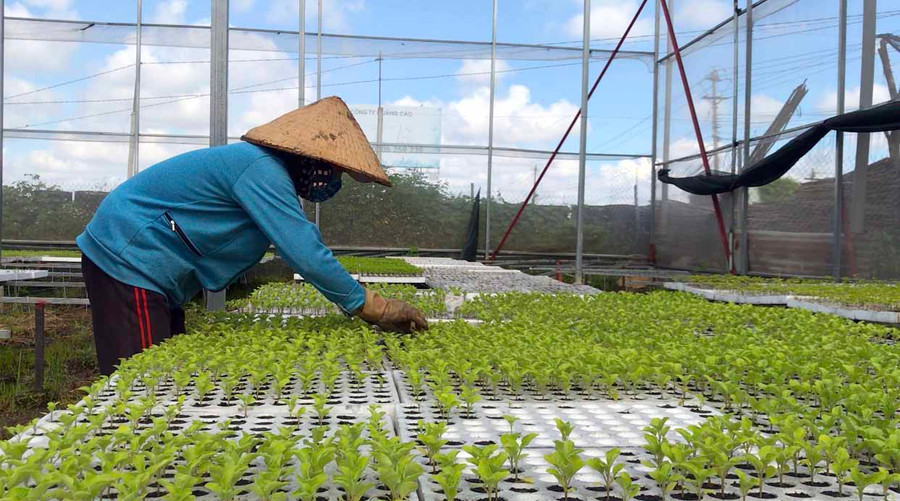 Vườn ươm rau giống của HTX Nông nghiệp-Dịch vụ An Phú Thịnh. Ảnh: VŨ THẢO