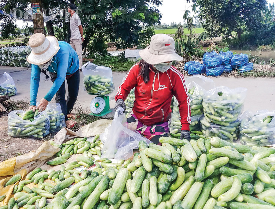 Thương lái thu mua dưa leo của gia đình nhà anh Phạm Đình Thôi (xã Lang Minh, huyện Xuân Lộc, tỉnh Đồng Nai. Thương lái thu mua dưa leo của gia đình nhà anh Phạm Đình Thôi (xã Lang Minh, huyện Xuân Lộc, tỉnh Đồng Nai.