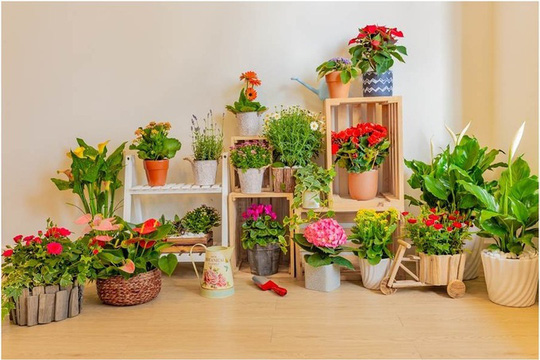 Với hơn 25 năm trồng và cung cấp hoa tươi tại thị trường Việt Nam, Dalat Hasfarm là một trong những địa chỉ gợi ý tin cậy cho người yêu hoa. Hoa chậu của Dalat Hasfarm đa dạng về chủng loại, chất lượng hoa sạch theo định hướng nông nghiệp bền vững, bảo đảm an toàn cho người sử dụng và thân thiện với môi trường.