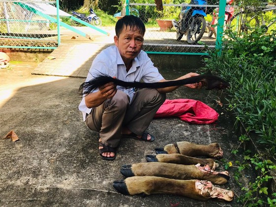 Lực lượng lấy mẫu chân và đuôi cá thể bò tót bị giết hại để đưa đi giám định