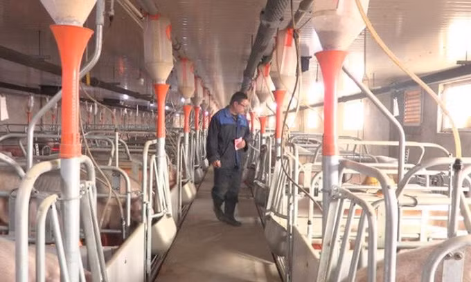  Trang trại chăn nuôi lợn ở tỉnh Hà Bắc, Trung Quốc, năm 2018. Ảnh: Sun Dawu.