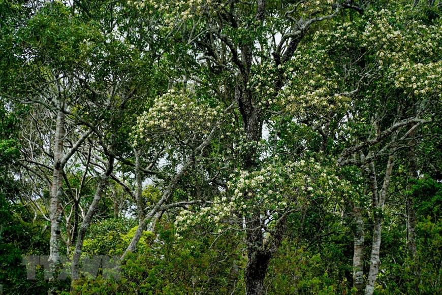 Rừng trà cổ thụ trong Khu bảo tồn thiên nhiên Nam Nung, nằm trải dài 7 xã thuộc 3 huyện của tỉnh Đắk Nông là Đắk G’long, Đắk Song, và Krông Nô. Ảnh: TTXVN phát Rừng trà cổ thụ trong Khu bảo tồn thiên nhiên Nam Nung, nằm trải dài 7 xã thuộc 3 huyện của tỉnh Đắk Nông là Đắk G’long, Đắk Song, và Krông Nô. (Ảnh: TTXVN phát)