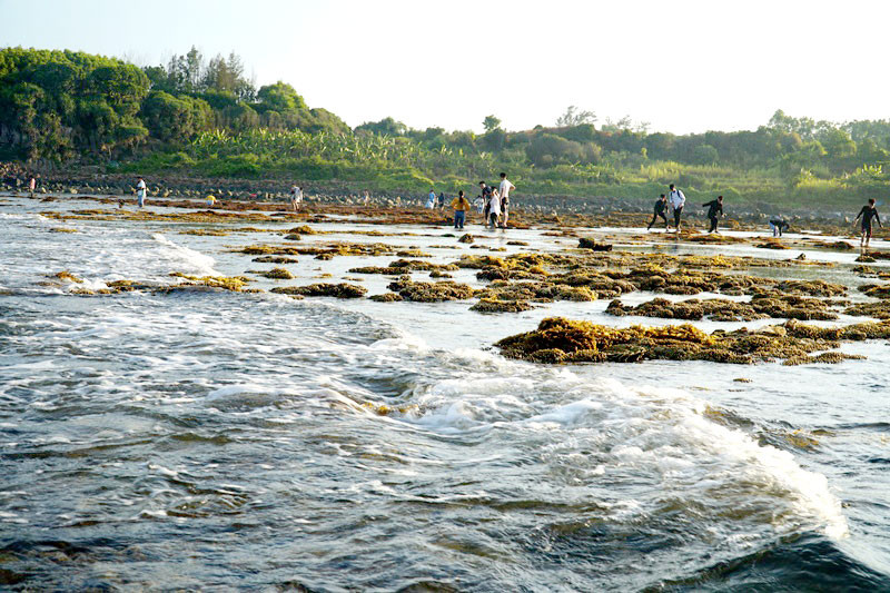 Sau khi được quảng bá trên mạng xã hội, nhiều du khách đến tham quan, ngắm san hô ở thắng cảnh Gành Yến. Giẫm đạp, đi trên san hô để ngắm san hô bên gành biển.