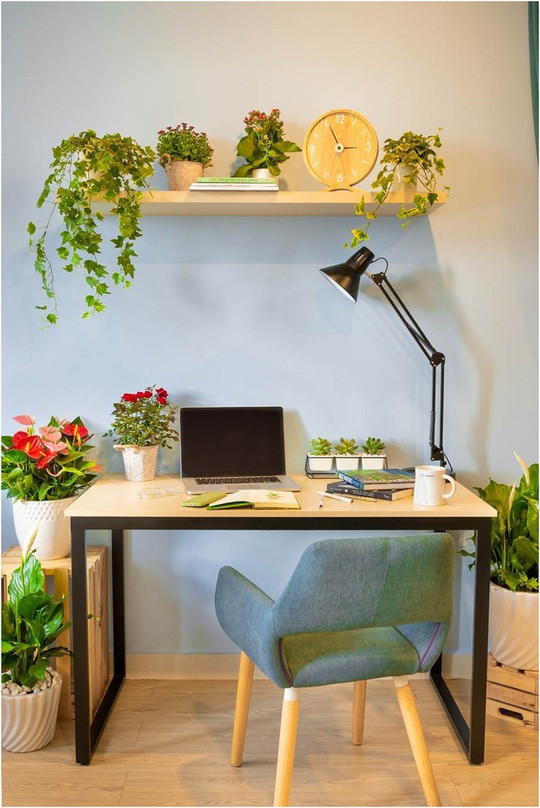 Nếu gia chủ là người yêu thích làm việc tại nhà, góc làm việc cần được đầu tư thiết kế để tăng khả năng tập trung, sáng tạo và giảm stress. Bên cạnh các loại cây xanh có khả năng hấp thụ bức xạ như sen đá, thường xuân, hay Lan Ý, gia đình có thể đặt thêm hoa hồng, hồng môn... để tạo điểm nhấn, tăng hiệu suất làm việc.