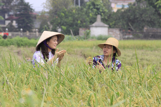 Gạo hữu cơ có nhiều cơ hội xuất khẩu sang EU. Trong ảnh: Sản xuất lúa hữu cơ ở Đồng Phú (Chương Mỹ, Hà Nội). Ảnh: P.V  Gạo hữu cơ có nhiều cơ hội xuất khẩu sang EU. Trong ảnh: Sản xuất lúa hữu cơ ở Đồng Phú (Chương Mỹ, Hà Nội). Ảnh: P.V