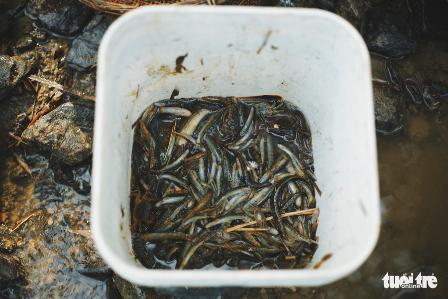 Thành quả là một xô đầy cá chạch và lươn cho bữa tối - Ảnh: MAI THƯƠNG