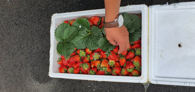 Những thùng dâu tây vẫn tươi, căng mọng sau hơn 20 ngày nhập vào Việt Nam.