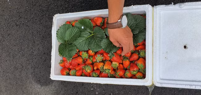 Những thùng dâu tây vẫn tươi, căng mọng sau hơn 20 ngày nhập vào Việt Nam.