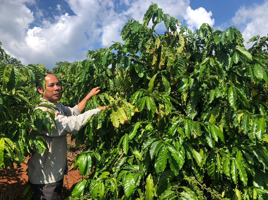 Không chỉ mang lại nguồn thu nhập cao, trang trại của ông Hùng còn giải quyết việc làm thường xuyên cho 4 lao động và việc làm thời vụ cho hàng chục người. Ảnh: Anh Huy hiện tại, gia đình ông có 6 ha cà phê