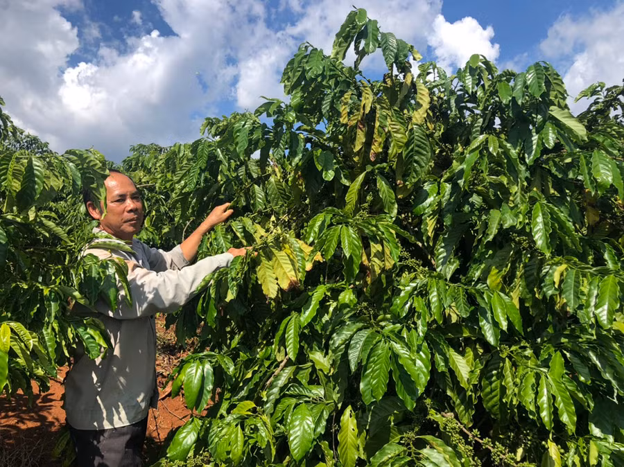 hiện tại, gia đình ông có 6 ha cà phê