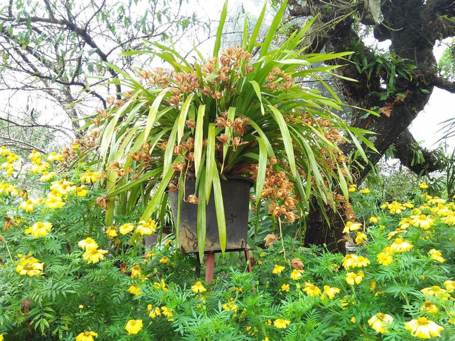 Vườn địa lan ở Sin Suối Hồ