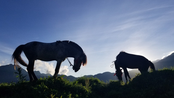 Những chú tuấn mã vùng cao trên đường đua đều là ngựa thồ của các gia đình dân tộc