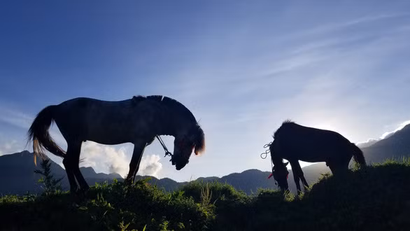 Những chú tuấn mã vùng cao trên đường đua đều là ngựa thồ của các gia đình dân tộc
