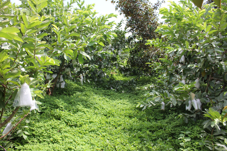 Thành cho biết, cỏ lạc được phủ xanh khắp vườn cây ăn trái để hạn chế cỏ dại, tốt đất và tạo cảnh quan. (Ảnh: PL)