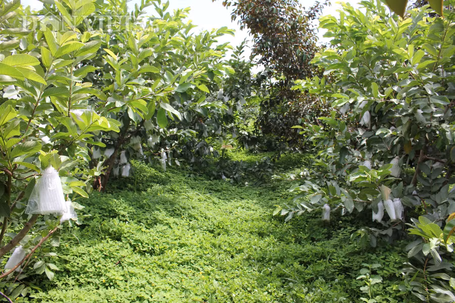 Thành cho biết, cỏ lạc được phủ xanh khắp vườn cây ăn trái để hạn chế cỏ dại, tốt đất và tạo cảnh quan. (Ảnh: PL)