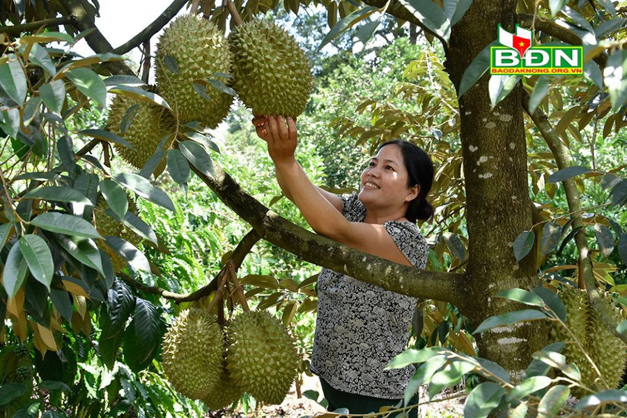 Sầu riêng mang lại nguồn thu nhập cao cho gia đình bà Hiền.