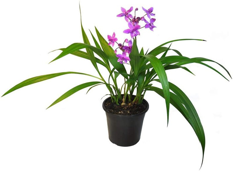 Cây lan: Loại cây này vào ban đêm sẽ giải phóng rất nhiều oxy, cung cấp môi trường tuyệt hảo cho một giấc ngủ tốt. Thêm vào đó, lan cũng là loại cây trang trí rất đẹp cho nhà. Cây lan: Loại cây này vào ban đêm sẽ giải phóng rất nhiều oxy, cung cấp môi trường tuyệt hảo cho một giấc ngủ tốt. Thêm vào đó, lan cũng là loại cây trang trí rất đẹp cho nhà.