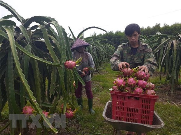 Thu hoạch thanh long. (Ảnh: Hoàng Nhị/TTXVN) Thu hoạch thanh long. (Ảnh: Hoàng Nhị/TTXVN)