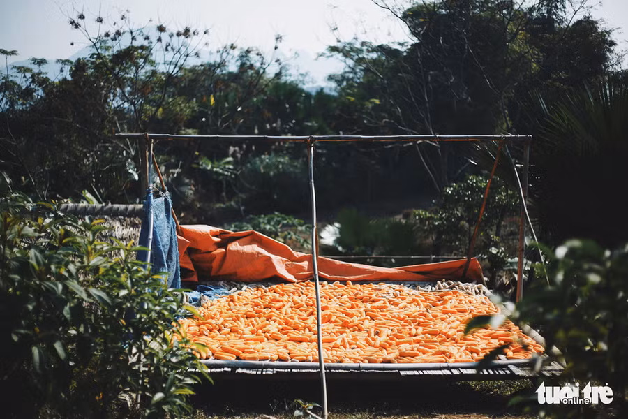 Cùng lên nương phơi ngô, lên đồi thăm trại bò của người dân trong bản - Ảnh: MAI THƯƠNG